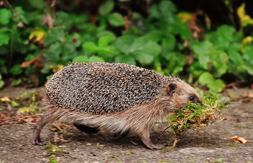 Hedgehog Carrying Moss in Mouth on Forest Path