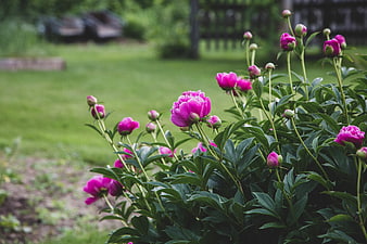 Vibrant Pink Peonies Blooming in a Lush Green Garden
