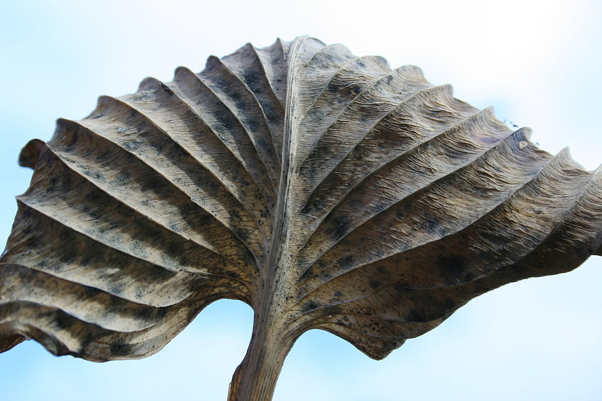 Close-up of dried hosta leaf texture against blue sky