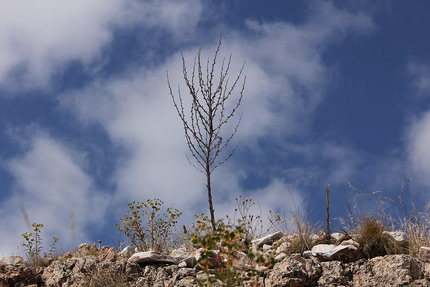 Lone bare tree on rocky hill against blue sky