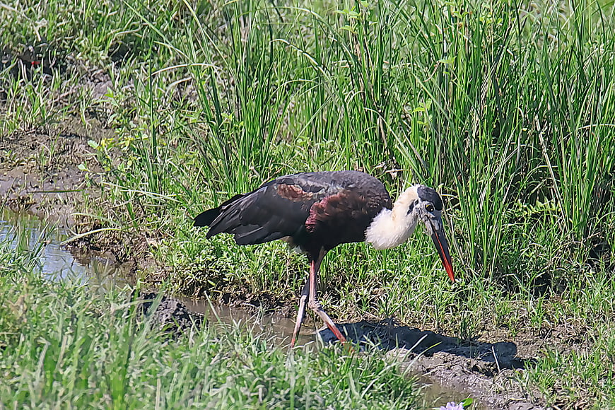 Woolly-necked Stork foraging in wetland grass