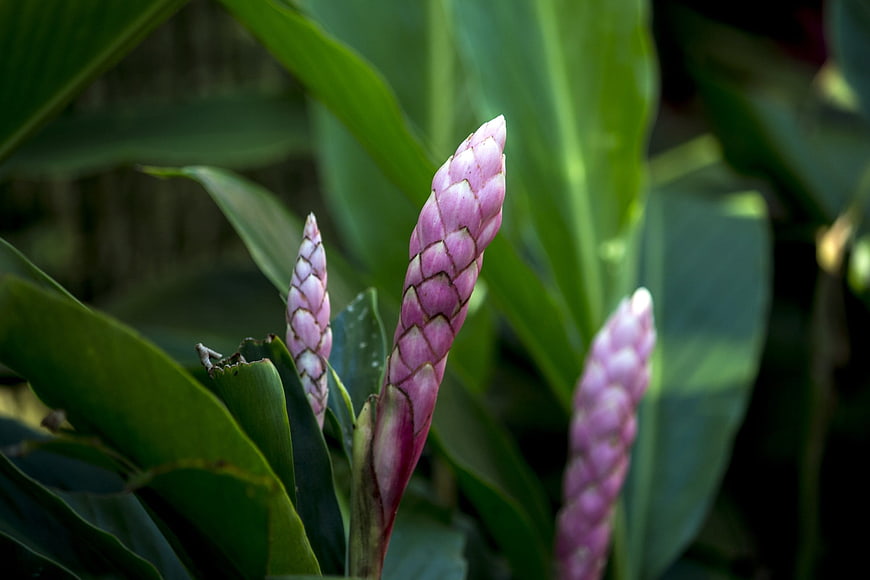 Close-up of Pink Alpinia Flower Bud in Garden