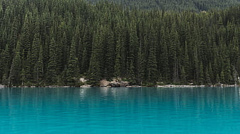 Turquoise lake water reflecting dense evergreen conifer forest
