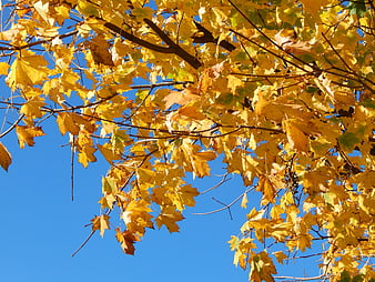 Golden Maple Leaves Against Blue Sky in Autumn