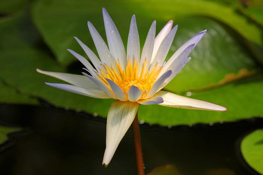 White Water Lily with Yellow Center on Green Lily Pads