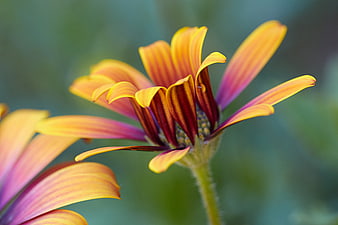 Close-up of vibrant orange and purple striped flower petals