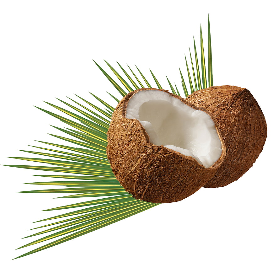 Fresh Coconut with Palm Leaf on White Background
