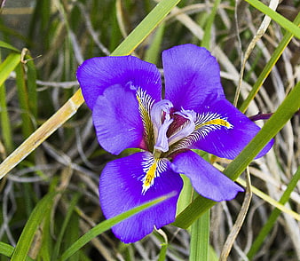 Vibrant purple wild iris flower in natural grass setting