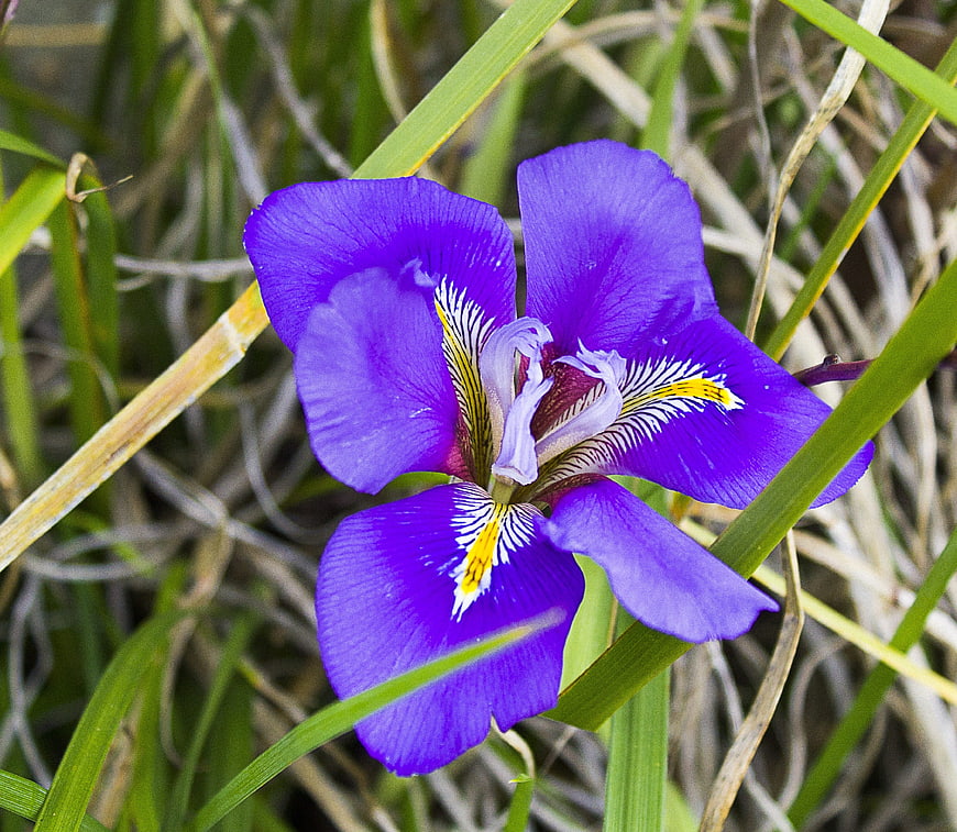 Vibrant purple wild iris flower in natural grass setting