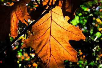 Backlit Golden Autumn Oak Leaf Close Up