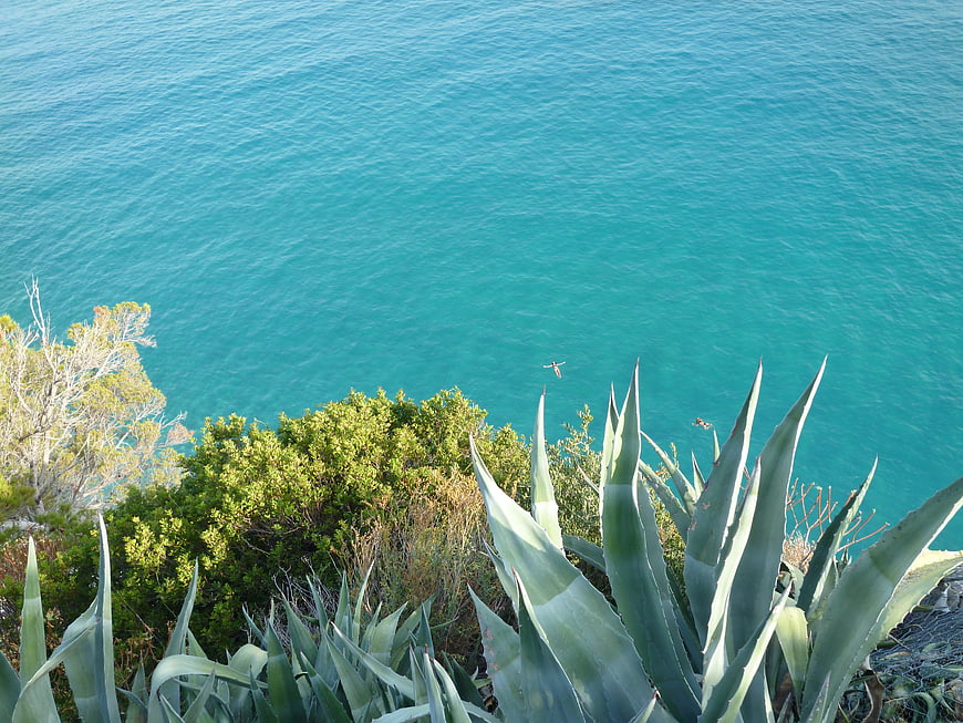 Aloe Vera Plants Overlooking Turquoise Ocean Water