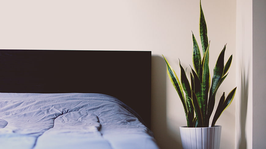 Minimalist Bedroom with Snake Plant and Blue Bedding