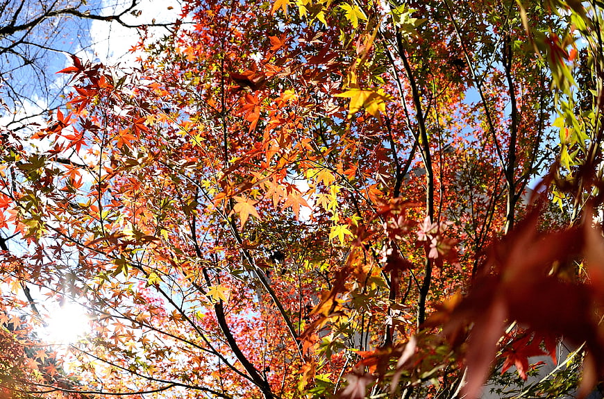 Sunlit red maple leaves against blue sky in autumn