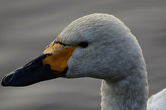 Close-up profile of a white swan head with orange beak