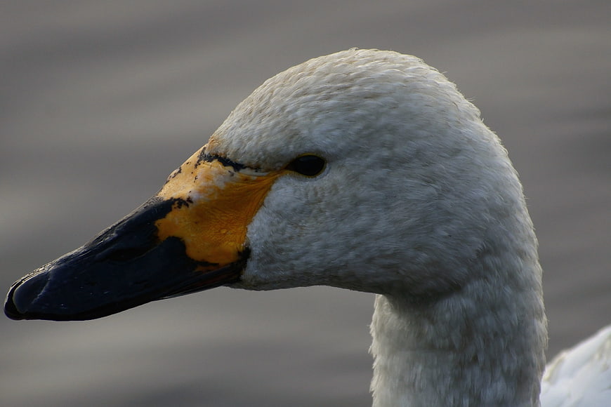 Close-up profile of a white swan head with orange beak