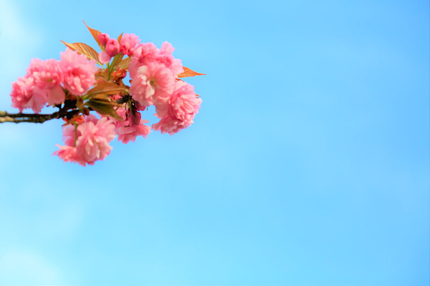 Pink Cherry Blossoms Against Blue Sky