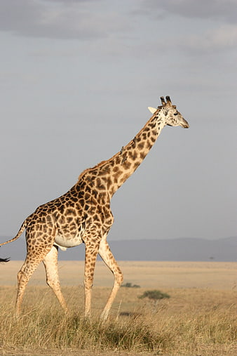 Giraffe Walking in African Savanna Grassland