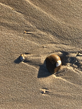 Seashells and smooth stone on rippled wet sand beach