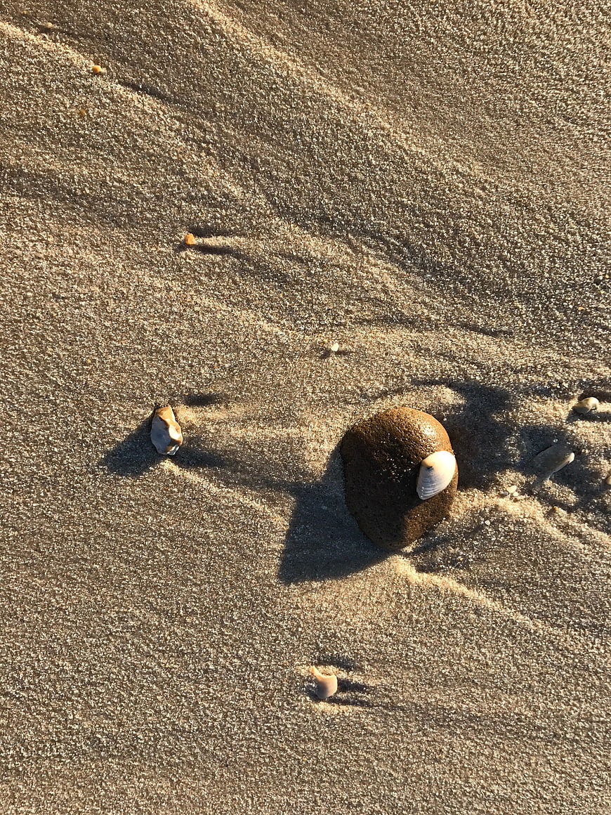 Seashells and smooth stone on rippled wet sand beach