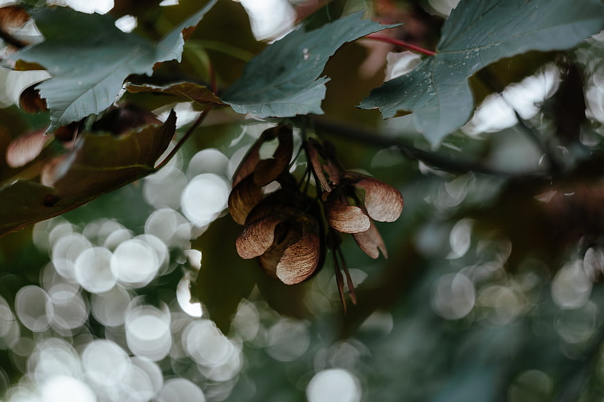 Close-up of maple seeds hanging from branch with bokeh background
