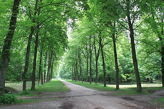 Tree-lined gravel path in a lush green park