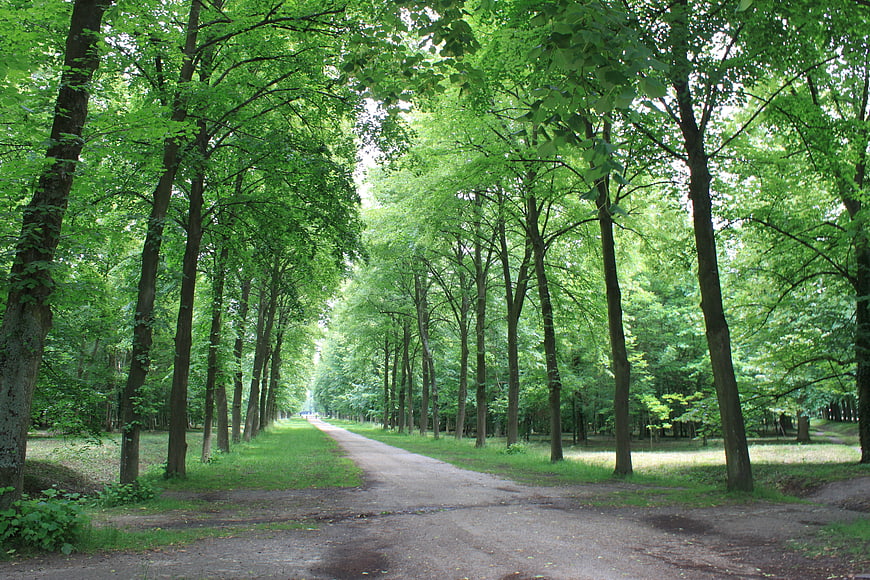 Tree-lined gravel path in a lush green park