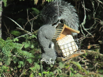Gray Squirrel Hanging Upside Down From Suet Bird Feeder