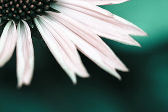 Close-up of white flower petals on teal background