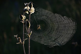 Spider on Web Backlit by Sunlight