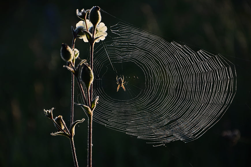 Spider on Web Backlit by Sunlight