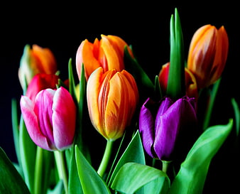 Vibrant Pink, Orange, and Purple Tulips on Black Background