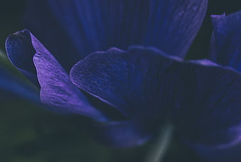 Close-up of Dark Blue and Purple Flower Petals
