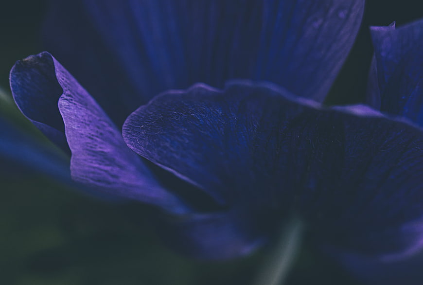 Close-up of Dark Blue and Purple Flower Petals