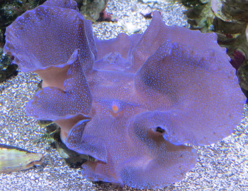 Close-up of purple spotted coral in underwater marine environment