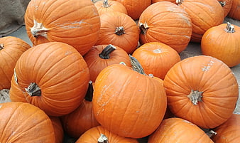 Pile of fresh orange pumpkins on burlap background