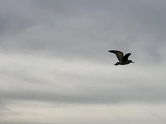 Seagull flying against a cloudy gray sky