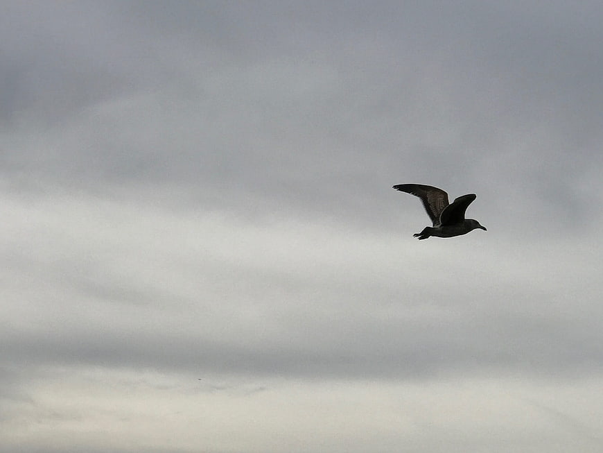 Seagull flying against a cloudy gray sky