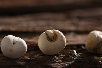 Dried Lotus Seeds on Rustic Dark Wooden Surface