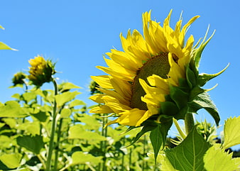 Vibrant Sunflower Close-Up Against Blue Sky