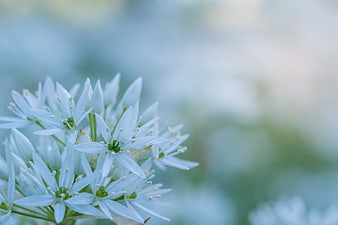 Macro Close-Up of White Wild Garlic Blossoms in Spring Forest