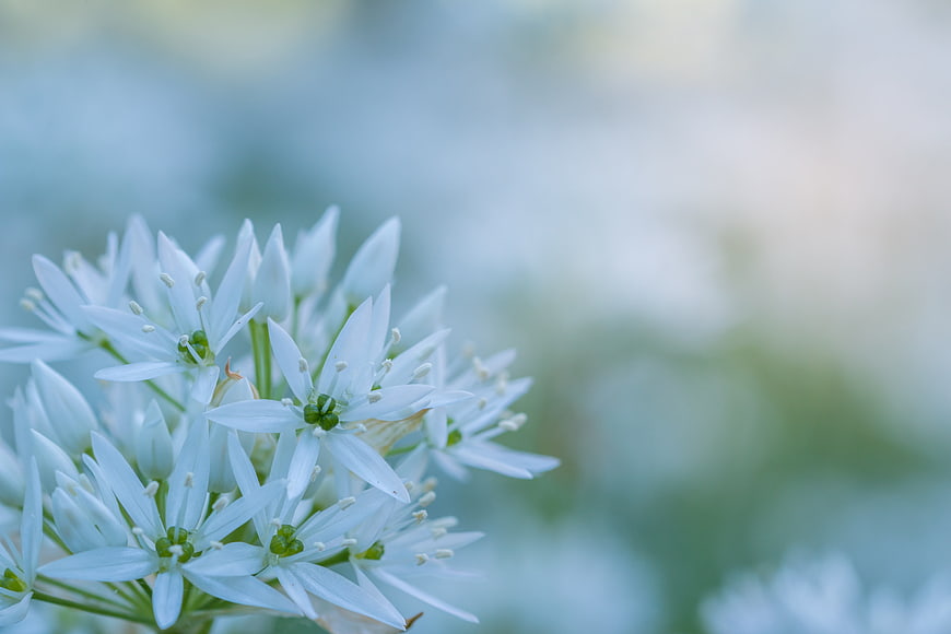 Macro Close-Up of White Wild Garlic Blossoms in Spring Forest