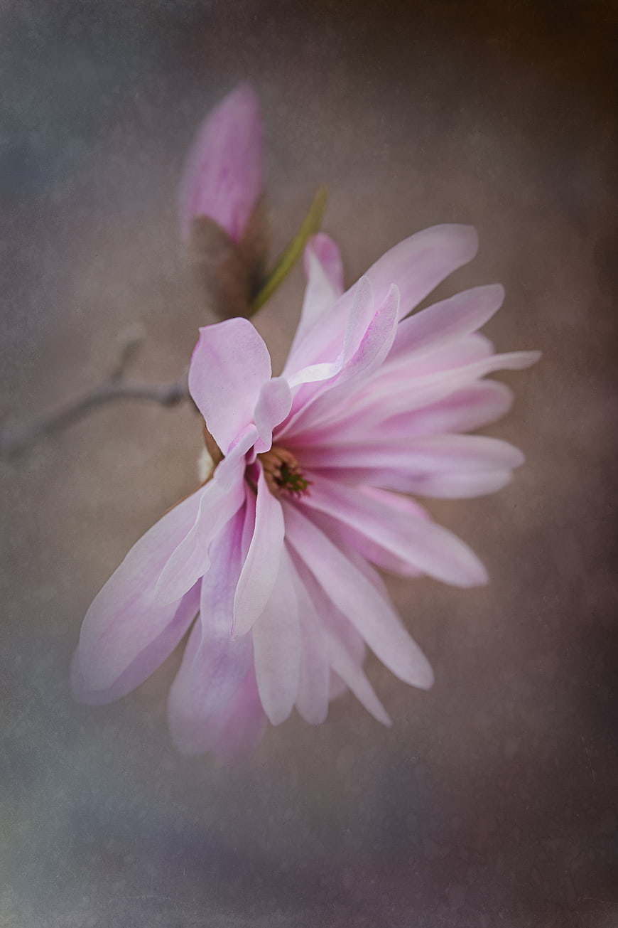 Soft Pink Magnolia Blossom with Vintage Artistic Texture