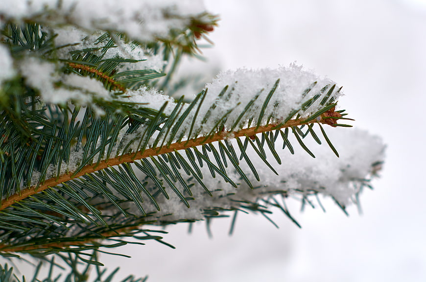Close-up of Snowy Spruce Branches in Winter