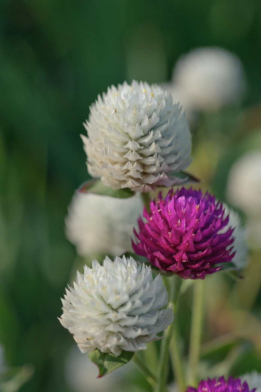 Close-up of white and purple globe amaranth flowers in a garden