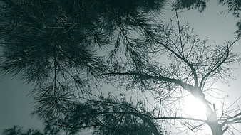 Silhouetted pine branches against bright sun and sky