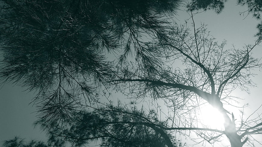 Silhouetted pine branches against bright sun and sky