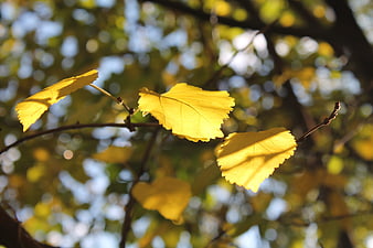Sunlit yellow autumn leaves on a branch with bokeh background