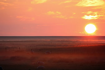 Sunset over foggy coastal pasture with grazing sheep