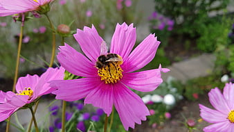 Bumblebee Pollinating Pink Cosmos Flower in Garden