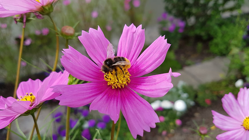 Bumblebee Pollinating Pink Cosmos Flower in Garden